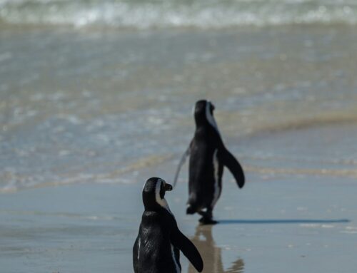 A Complete Payroll & HR Support Package